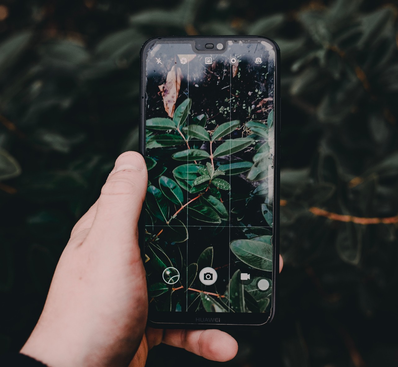 Phone screen with plant