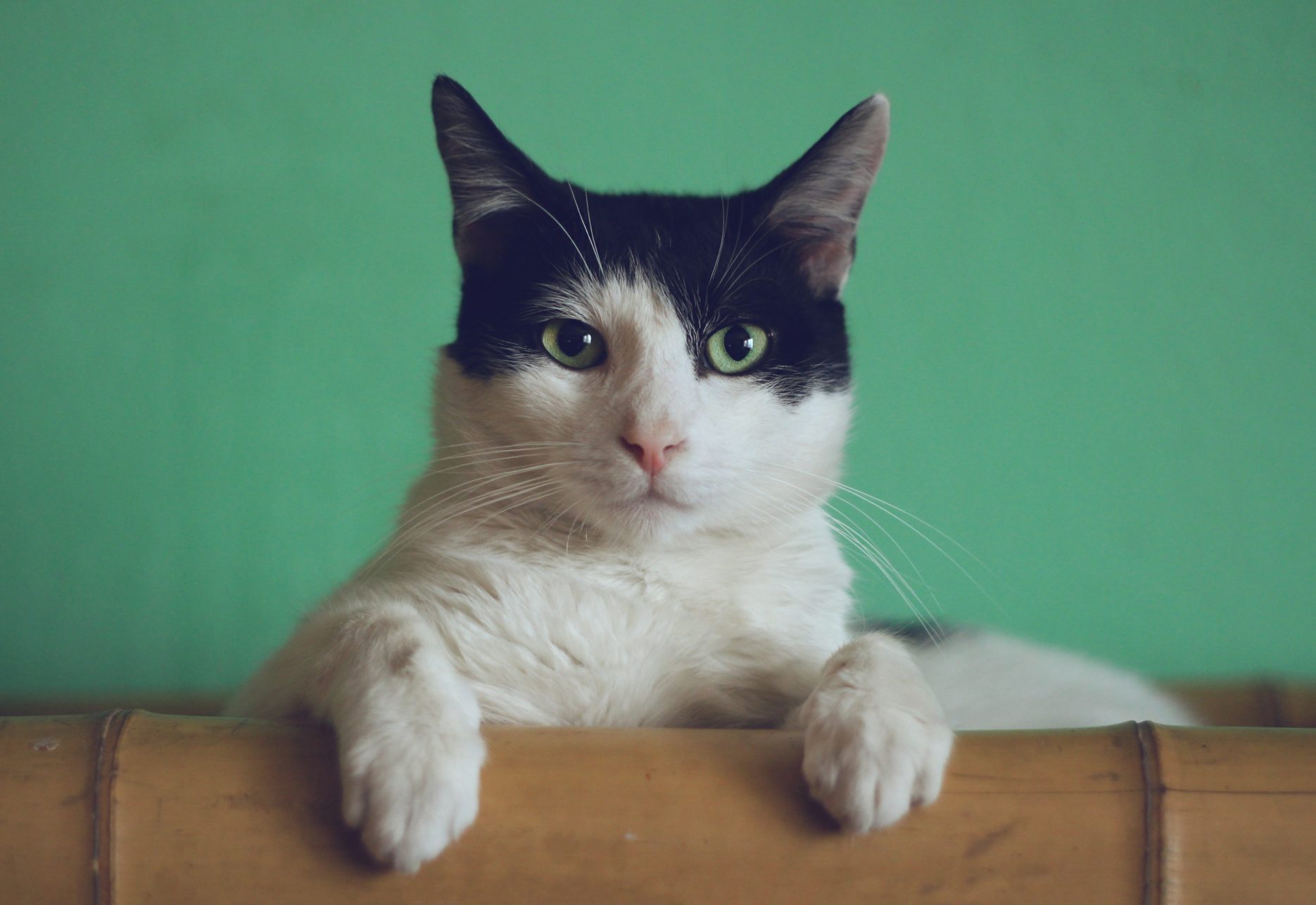 Cat looking at the camera with green background