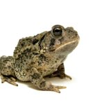 Toad with a white background