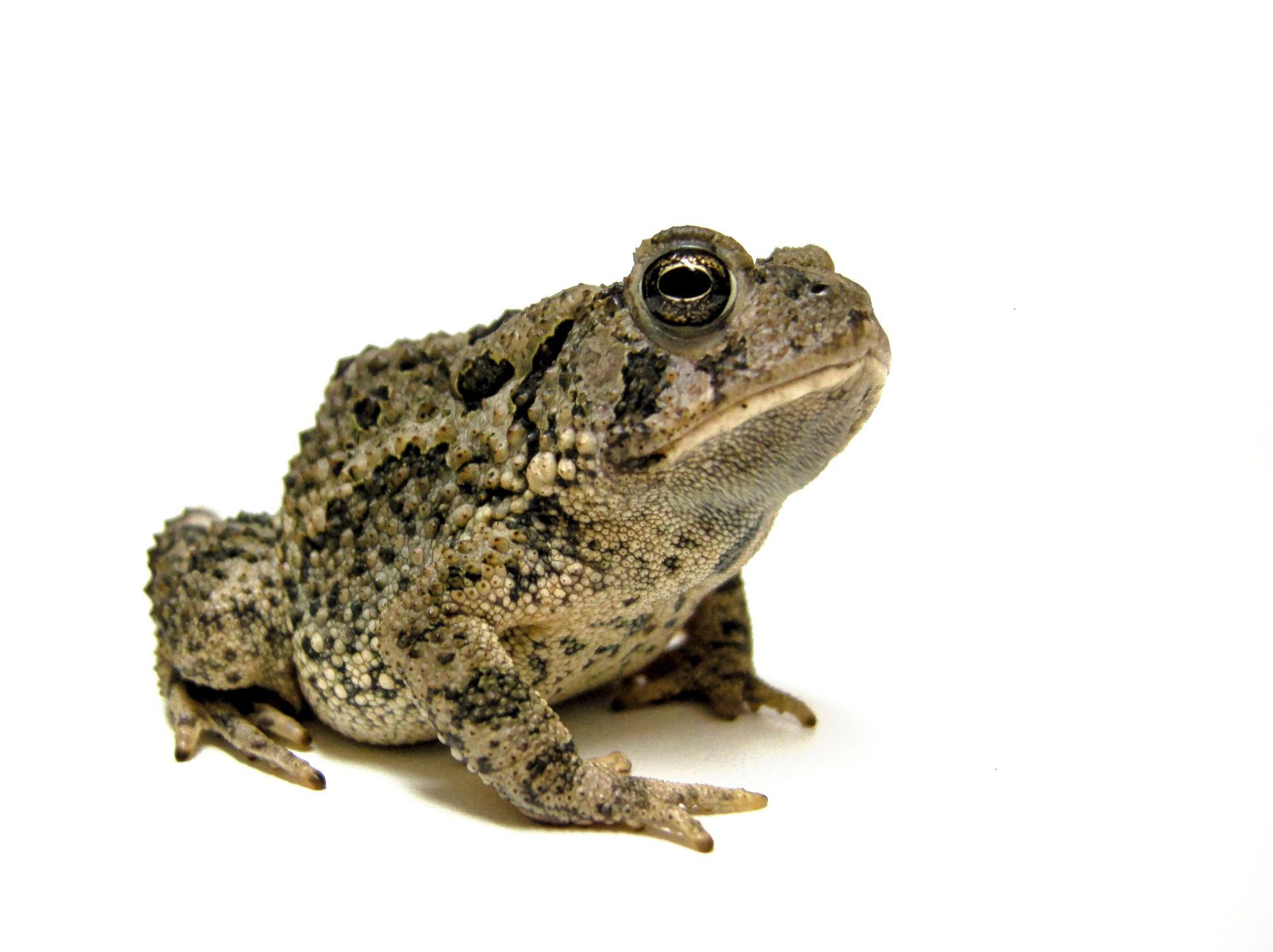 Toad with a white background