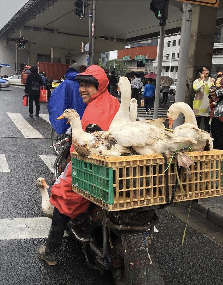 Man with geese in the back of his motorbike