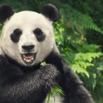 Pandas in China. Credit: Adobe Stock