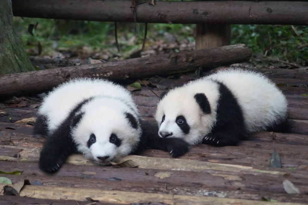 Pandas in China