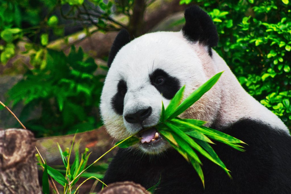 Pandas in China.