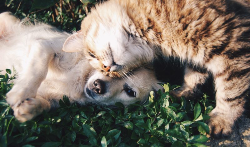 cats and dogs. Credit: Unsplash