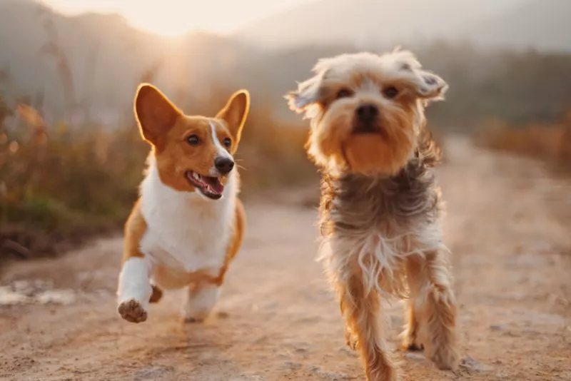 Dogs running through a field