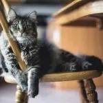 Cat sniffing trend becomes popular in China