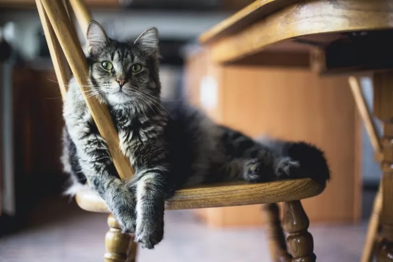 Cat sniffing trend becomes popular in China