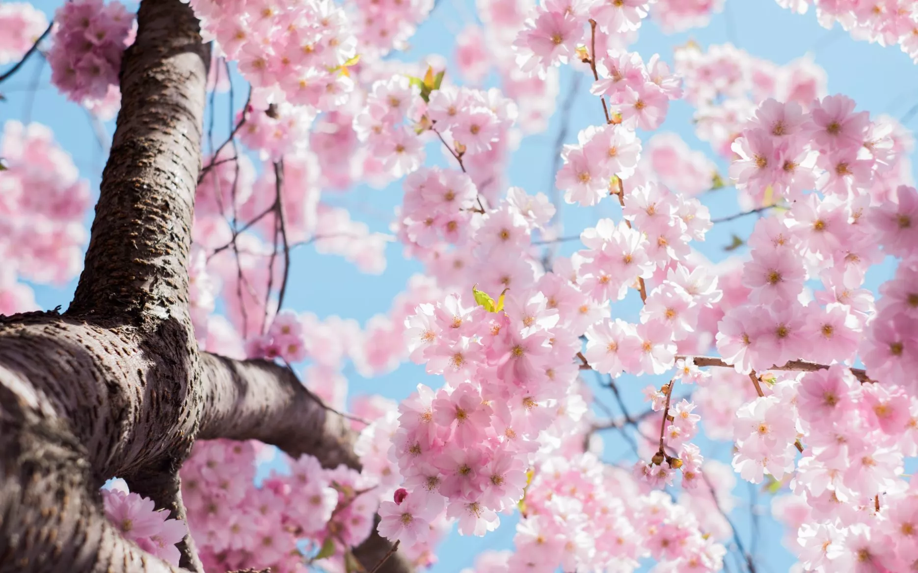 Cherry blossoms. Credit: Unsplash