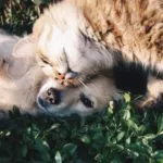 cats and dogs. Credit: Unsplash