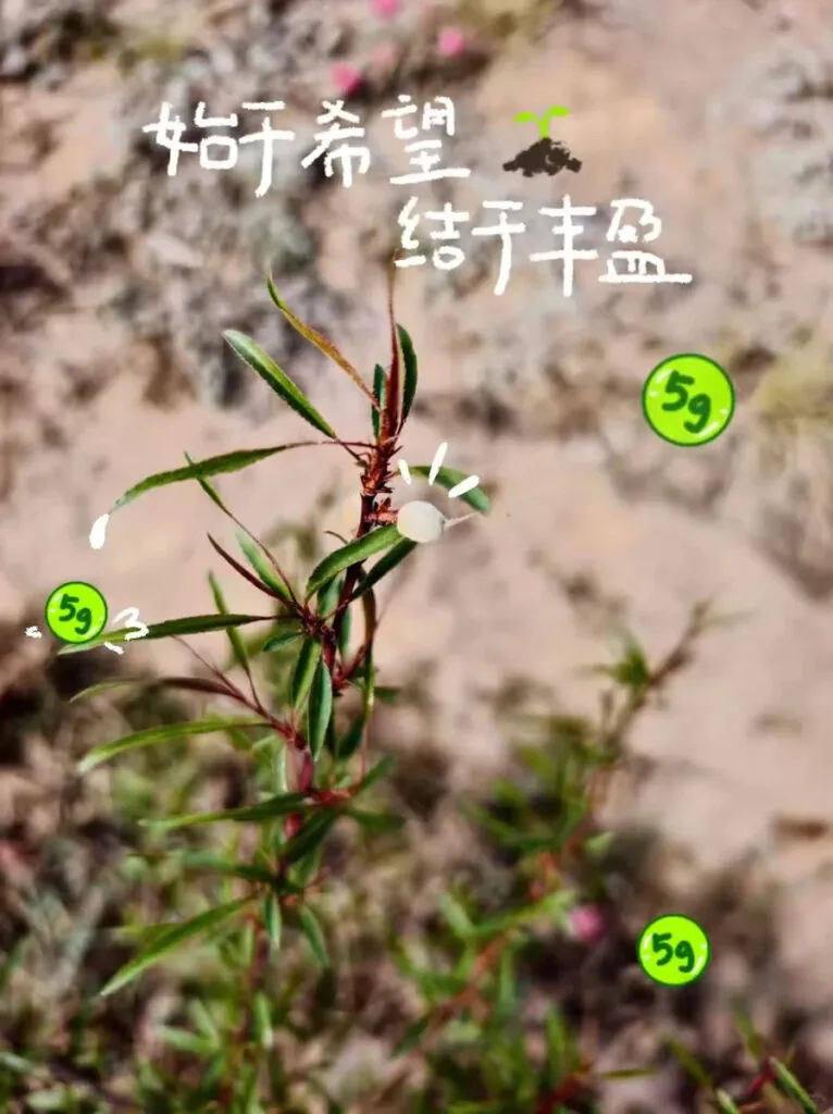 China micro marketing