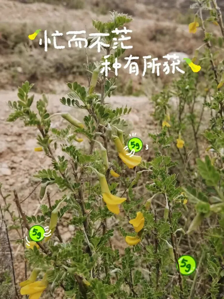 China micro marketing